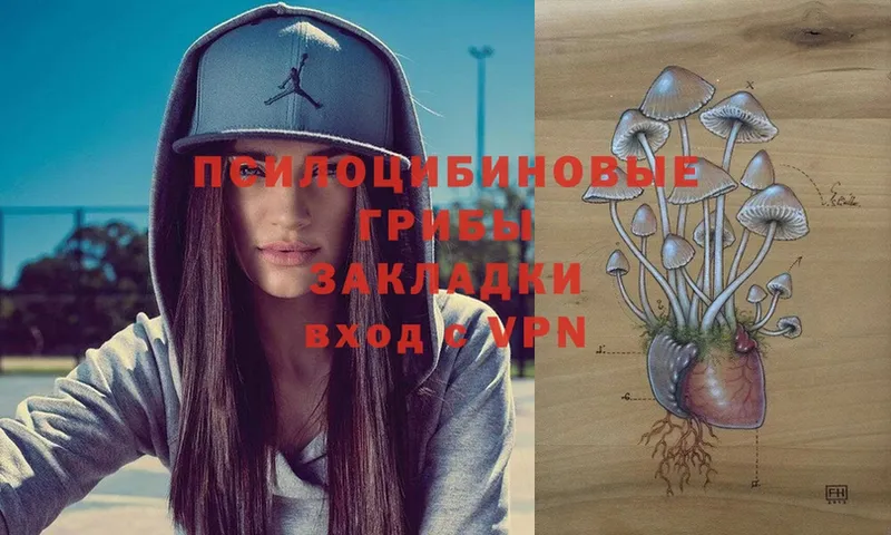 купить наркотики цена  Александровск  kraken ссылки  Псилоцибиновые грибы Psilocybe 